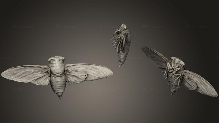 Insects (Cicada, INSCT_0003) 3D models for cnc
